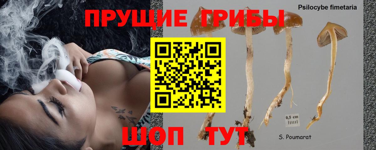 Псилоцибиновые грибы GOLDEN TEACHER Новозыбков