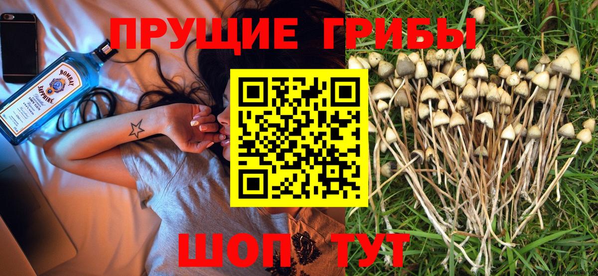 Галлюциногенные грибы Psilocybe  Вход с VPN  Новозыбков  Псилоцибиновые грибы мухоморы 